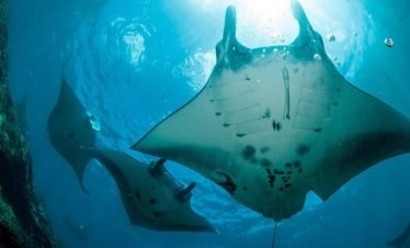 Sharing Snorkeling 3-Point Nusa Penida – Flexible Pick-Up Options