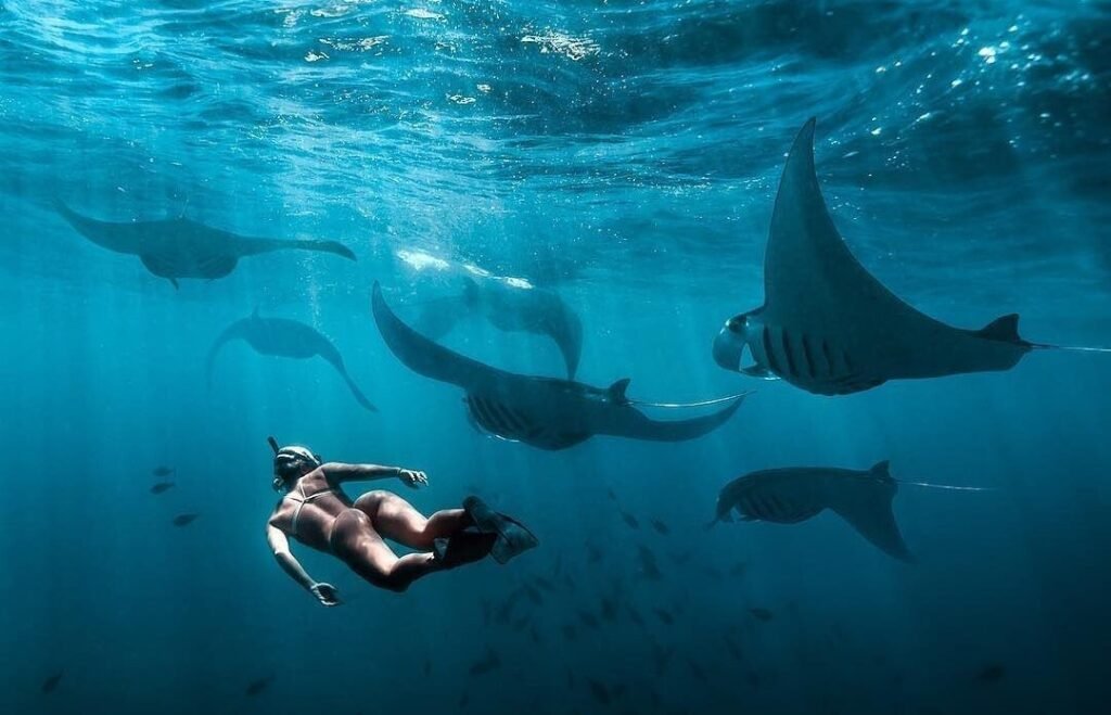 Snorkeling with manta