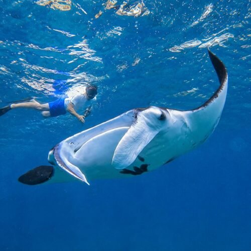 Sharing Snorkeling 3-Point Nusa Penida – Flexible Pick-Up Options