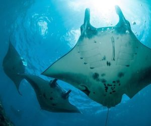 Nusa Penida Full Day Private Snorkeling Tour (14)