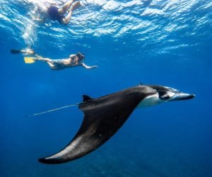 Snorkeling Nusa Penida Tour 12